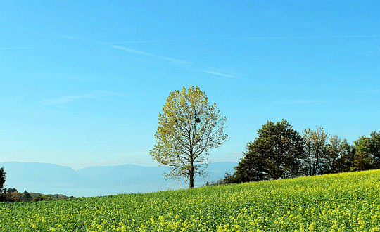 四個字的游戲名字女生
