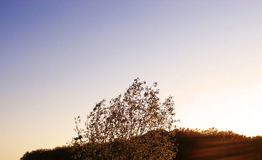 寶寶免費起名大全 木字旁的女孩名字:思路參考