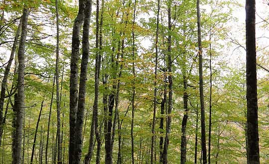 優雅好聽大方的女孩名字大全：起名小技巧參考