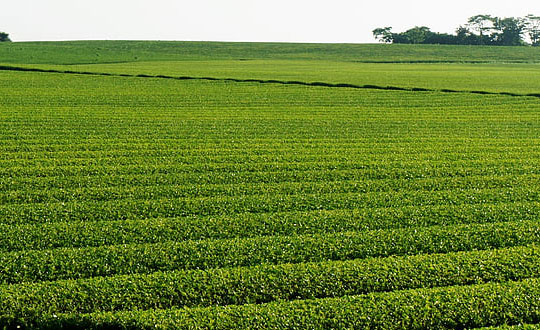 小孩起名字大全女孩洋氣有寓意：唯美經典