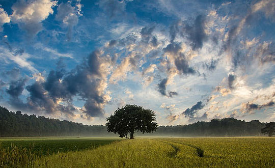  詩經取名女孩名字大全：起名思路和方式