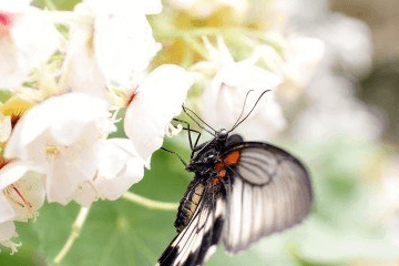 獨(dú)一無二的兔子名字