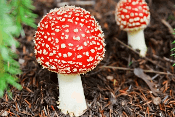 有文化又搞笑的網名