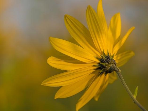帶香字的霸氣昵稱女生網名