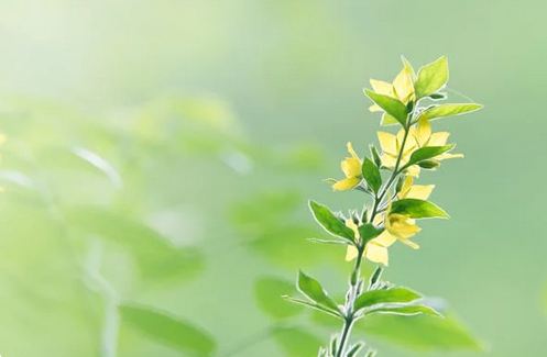 女子佛系清冷網名  女生佛系氣質昵稱