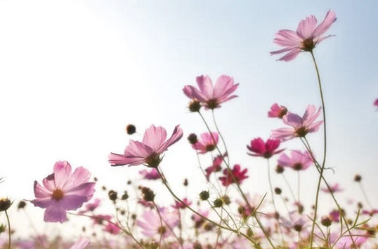 網名丨4個字清新淡雅網名