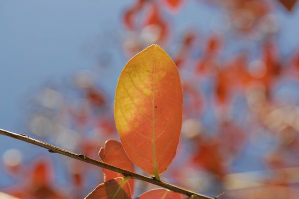 游戲起名丨情侶第五人格游戲網名